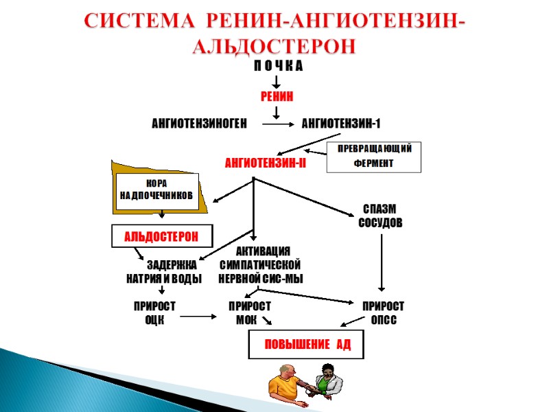 СИСТЕМА  РЕНИН-АНГИОТЕНЗИН-АЛЬДОСТЕРОН